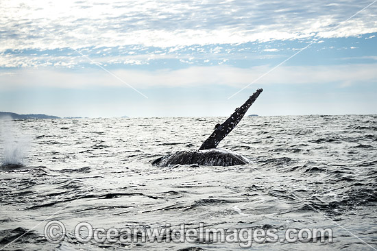 Humpback Whale fin slapping photo Humpback Whale fin slapping photo