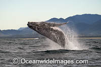 Humpback Whale Coffs Harbour Photo - Gary Bell