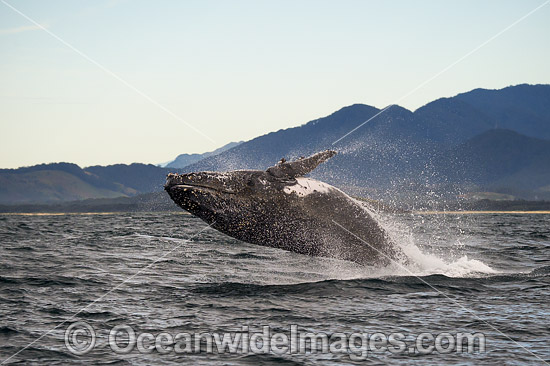 Humpback Whale Coffs Harbour photo