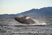 Humpback Whale Coffs Harbour Photo - Gary Bell