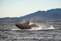 Humpback Whale Coffs Harbour Photo - Gary Bell