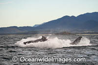 Humpback Whale Coffs Harbour Photo - Gary Bell