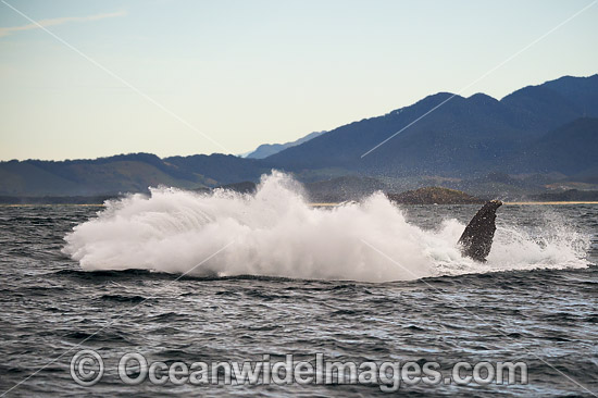 Humpback Whale Coffs Harbour photo