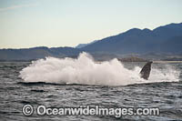 Humpback Whale Coffs Harbour Photo - Gary Bell