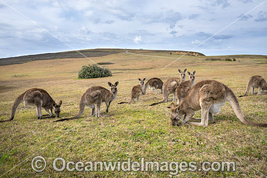 Mob of Eastern Grey Kangaroos (Macropus giganteus). Look At Me Now Headland, New South Wales, Australia. Photo - Gary Bell