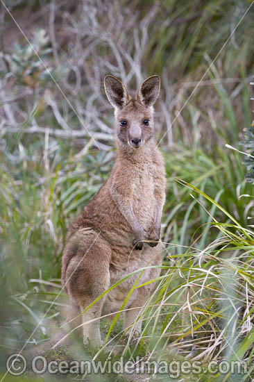Eastern Grey Kangaroo (Macropus giganteus). Look At Me Now Headland, New South Wales, Australia. Photo - Gary Bell