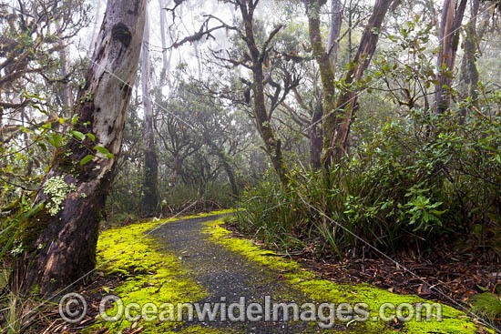 Track in rainforest photo