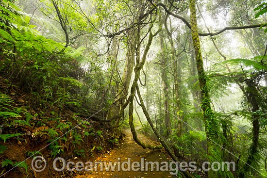 Rainforest in Mist photo