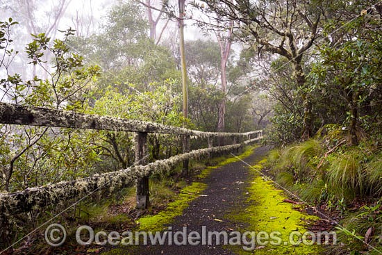 Rainforest track photo