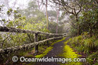 Rainforest track Photo - Gary Bell