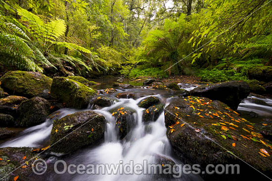 Rainforest Cascade photo Rainforest Cascade photo