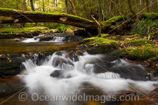 Rainforest Cascade photo Rainforest Cascade photo