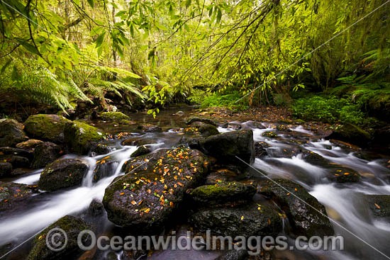 Rainforest Cascade photo