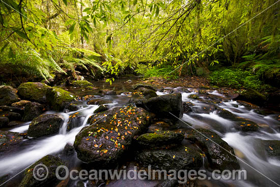 Rainforest Cascade photo Rainforest Cascade photo
