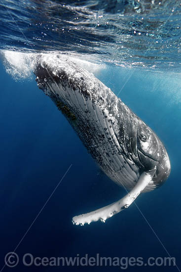 Humpback Whale underwater photo