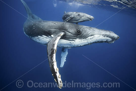 Humpback Whale mother with calf photo