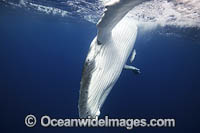 Humpback Whale calf Photo - Vanessa Mignon