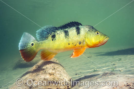 Peacock Bass (Cichla sp.), guarding its territory in a Miami, FL freshwater lake. Also known as Peacock Cichlid. It was introduced in Florida from South America to control Tilapia, another invasive species. The Peacock Bass is a prized sportfish. USA. Photo - Michael Patrick O'Neill