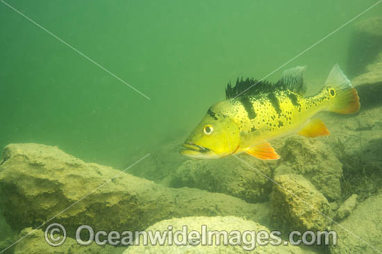 Peacock Bass (Cichla sp.), guarding its territory in a Miami, FL freshwater lake. Also known as Peacock Cichlid. It was introduced in Florida from South America to control Tilapia, another invasive species. The Peacock Bass is a prized sportfish. USA. Photo - Michael Patrick O'Neill