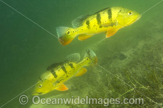 Peacock Bass (Cichla sp.), guarding its territory in a Miami, FL freshwater lake. Also known as Peacock Cichlid. It was introduced in Florida from South America to control Tilapia, another invasive species. The Peacock Bass is a prized sportfish. USA. Peacock Bass (Cichla sp.), guarding its territory in a Miami, FL freshwater lake. Also known as Peacock Cichlid. It was introduced in Florida from South America to control Tilapia, another invasive species. The Peacock Bass is a prized sportfish. USA.