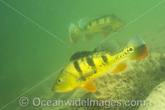 Peacock Bass (Cichla sp.), guarding its territory in a Miami, FL freshwater lake. Also known as Peacock Cichlid. It was introduced in Florida from South America to control Tilapia, another invasive species. The Peacock Bass is a prized sportfish. USA. Photo - Michael Patrick O'Neill Peacock Bass (Cichla sp.), guarding its territory in a Miami, FL freshwater lake. Also known as Peacock Cichlid. It was introduced in Florida from South America to control Tilapia, another invasive species. The Peacock Bass is a prized sportfish. USA. Photo - Michael Patrick O'Neill