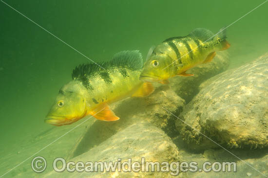 Peacock Bass (Cichla sp.), guarding its territory in a Miami, FL freshwater lake. Also known as Peacock Cichlid. It was introduced in Florida from South America to control Tilapia, another invasive species. The Peacock Bass is a prized sportfish. USA. Photo - Michael Patrick O'Neill Peacock Bass (Cichla sp.), guarding its territory in a Miami, FL freshwater lake. Also known as Peacock Cichlid. It was introduced in Florida from South America to control Tilapia, another invasive species. The Peacock Bass is a prized sportfish. USA. Photo - Michael Patrick O'Neill