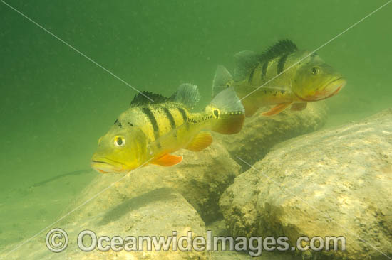 Peacock Bass (Cichla sp.), guarding its territory in a Miami, FL freshwater lake. Also known as Peacock Cichlid. It was introduced in Florida from South America to control Tilapia, another invasive species. The Peacock Bass is a prized sportfish. USA. Photo - Michael Patrick O'Neill Peacock Bass (Cichla sp.), guarding its territory in a Miami, FL freshwater lake. Also known as Peacock Cichlid. It was introduced in Florida from South America to control Tilapia, another invasive species. The Peacock Bass is a prized sportfish. USA. Photo - Michael Patrick O'Neill