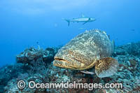 Atlantic Goliath Grouper Photo - MIchael Patrick O'Neill