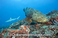 Atlantic Goliath Grouper Photo - MIchael Patrick O'Neill