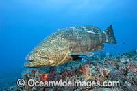 Atlantic Goliath Grouper Photo - MIchael Patrick O'Neill