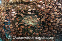 Atlantic Goliath Grouper Photo - MIchael Patrick O'Neill