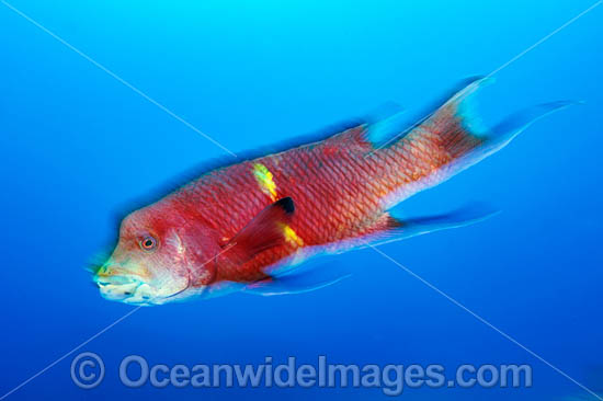 Mexican Hogfish photo