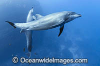 Bottlenose Dolphin Photo - Michael Patrick O'Neill
