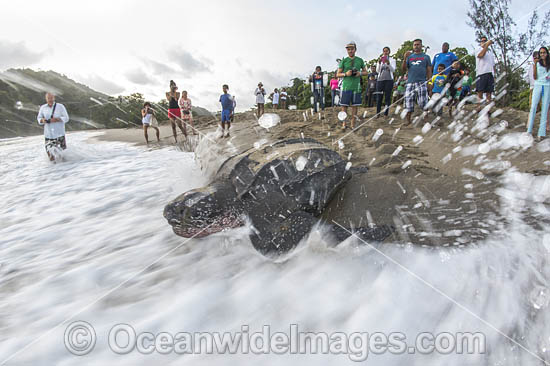 Female Leatherback Sea Turtle (Dermochelys coriacea), nesting at sunrise on Grand Riviere, Trinidad, returns to the Caribbean Sea. South America. Listed on IUCN Red list as Critically Endangered Photo - Michael Patrick O'Neill Female Leatherback Sea Turtle (Dermochelys coriacea), nesting at sunrise on Grand Riviere, Trinidad, returns to the Caribbean Sea. South America. Listed on IUCN Red list as Critically Endangered Photo - Michael Patrick O'Neill