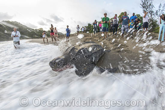 Leatherback Turtle nesting photo