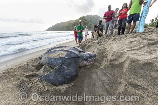 Female Leatherback Sea Turtle (Dermochelys coriacea), nesting at sunrise on Grand Riviere, Trinidad, returns to the Caribbean Sea. South America. Listed on IUCN Red list as Critically Endangered Photo - Michael Patrick O'Neill Female Leatherback Sea Turtle (Dermochelys coriacea), nesting at sunrise on Grand Riviere, Trinidad, returns to the Caribbean Sea. South America. Listed on IUCN Red list as Critically Endangered Photo - Michael Patrick O'Neill