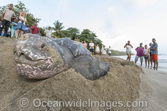 Leatherback Turtle nesting photo