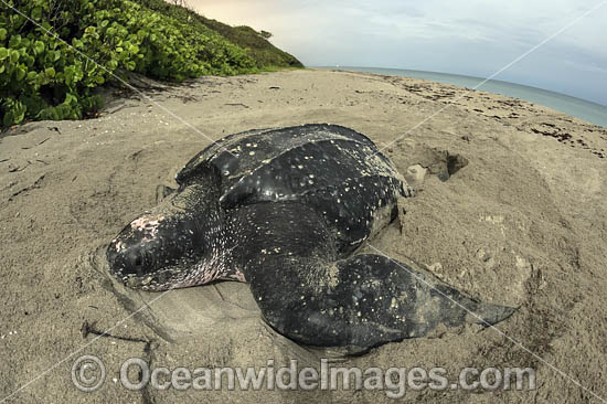 Female Leatherback Sea Turtle (Dermochelys coriacea), nesting in Juno Beach, Florida, United States. Listed on IUCN Red list as Critically Endangered. Photo - Michael Patrick O'Neill
