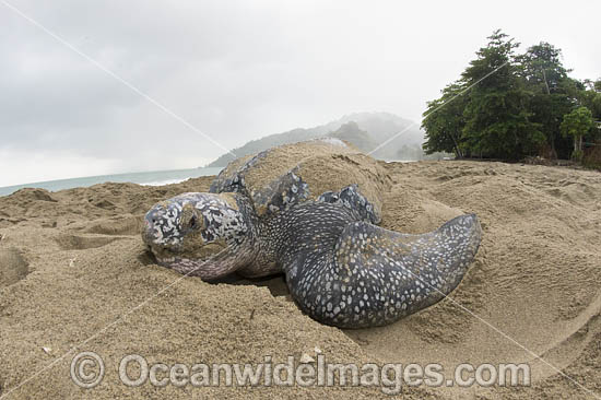 Female Leatherback Sea Turtle (Dermochelys coriacea), nesting at sunrise on Grand Riviere, Trinidad, returns to the Caribbean Sea. South America. Listed on IUCN Red list as Critically Endangered Photo - Michael Patrick O'Neill Female Leatherback Sea Turtle (Dermochelys coriacea), nesting at sunrise on Grand Riviere, Trinidad, returns to the Caribbean Sea. South America. Listed on IUCN Red list as Critically Endangered Photo - Michael Patrick O'Neill