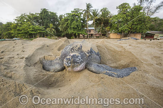 Female Leatherback Sea Turtle (Dermochelys coriacea), nesting at sunrise on Grand Riviere, Trinidad, South America. Listed on IUCN Red list as Critically Endangered. Photo - Michael Patrick O'Neill Female Leatherback Sea Turtle (Dermochelys coriacea), nesting at sunrise on Grand Riviere, Trinidad, South America. Listed on IUCN Red list as Critically Endangered. Photo - Michael Patrick O'Neill