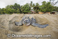 Leatherback Turtle nesting Photo - Michael Patrick O'Neill