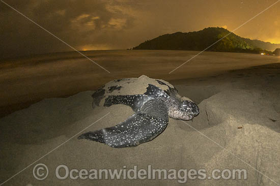 Female Leatherback Sea Turtle (Dermochelys coriacea), nesting at sunrise on Grand Riviere, Trinidad, South America. Listed on IUCN Red list as Critically Endangered. Photo - Michael Patrick O'Neill