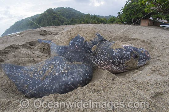 Female Leatherback Sea Turtle (Dermochelys coriacea), nesting at sunrise on Grand Riviere, Trinidad, South America. Listed on IUCN Red list as Critically Endangered. Photo - Michael Patrick O'Neill