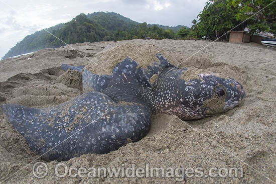 Leatherback Turtle nesting photo