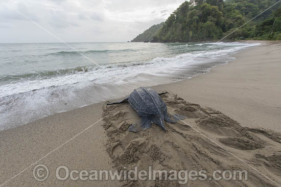 Female Leatherback Sea Turtle (Dermochelys coriacea), nesting at sunrise on Grand Riviere, Trinidad, returns to the Caribbean Sea. South America. Listed on IUCN Red list as Critically Endangered Photo - Michael Patrick O'Neill Female Leatherback Sea Turtle (Dermochelys coriacea), nesting at sunrise on Grand Riviere, Trinidad, returns to the Caribbean Sea. South America. Listed on IUCN Red list as Critically Endangered Photo - Michael Patrick O'Neill