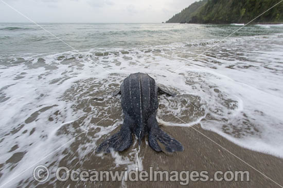 Female Leatherback Sea Turtle (Dermochelys coriacea), nesting at sunrise on Grand Riviere, Trinidad, returns to the Caribbean Sea. South America. Listed on IUCN Red list as Critically Endangered Photo - Michael Patrick O'Neill