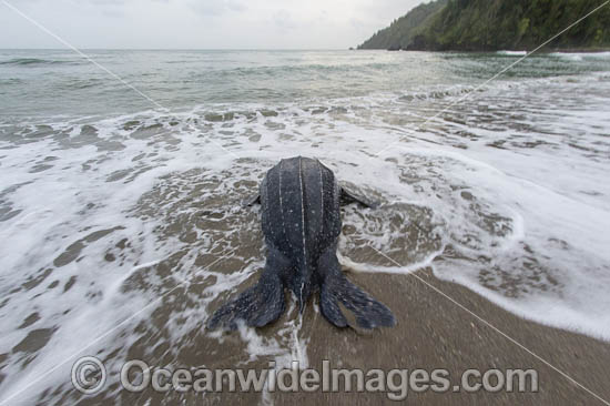 Female Leatherback Sea Turtle (Dermochelys coriacea), nesting at sunrise on Grand Riviere, Trinidad, returns to the Caribbean Sea. South America. Listed on IUCN Red list as Critically Endangered Photo - Michael Patrick O'Neill Female Leatherback Sea Turtle (Dermochelys coriacea), nesting at sunrise on Grand Riviere, Trinidad, returns to the Caribbean Sea. South America. Listed on IUCN Red list as Critically Endangered Photo - Michael Patrick O'Neill