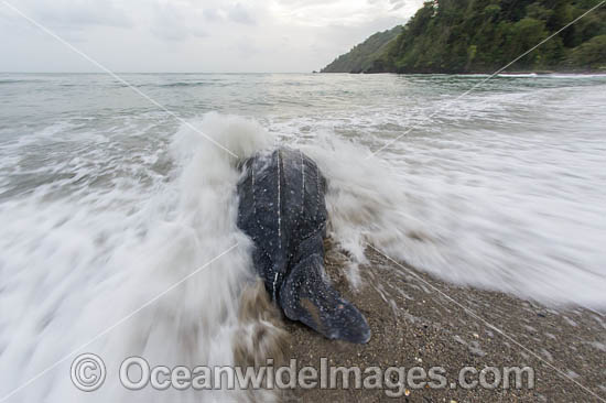 Female Leatherback Sea Turtle (Dermochelys coriacea), nesting at sunrise on Grand Riviere, Trinidad, returns to the Caribbean Sea. South America. Listed on IUCN Red list as Critically Endangered Photo - Michael Patrick O'Neill