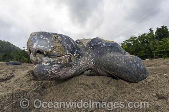 Female Leatherback Sea Turtle (Dermochelys coriacea), nesting at sunrise on Grand Riviere, Trinidad, returns to the Caribbean Sea. South America. Listed on IUCN Red list as Critically Endangered Photo - Michael Patrick O'Neill