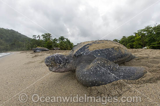 Leatherback Turtle nesting photo Leatherback Turtle nesting photo